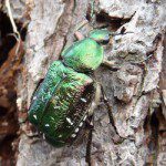 The Noble Chafer Beetle, a nationally rare species with a population stronghold in worcestershire