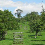 Traditional Orchard in Worcestershire