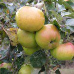 orchards-rediscovering-local-varieties