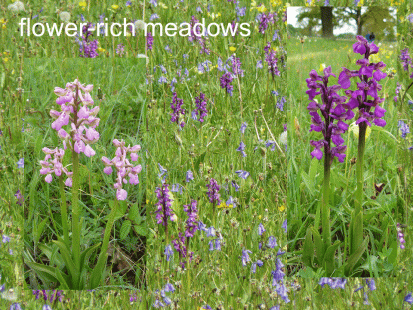 Orchid flower meadows