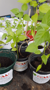 Chilli plant nursery