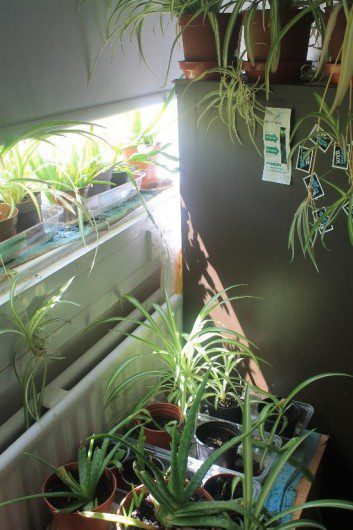 spider plants