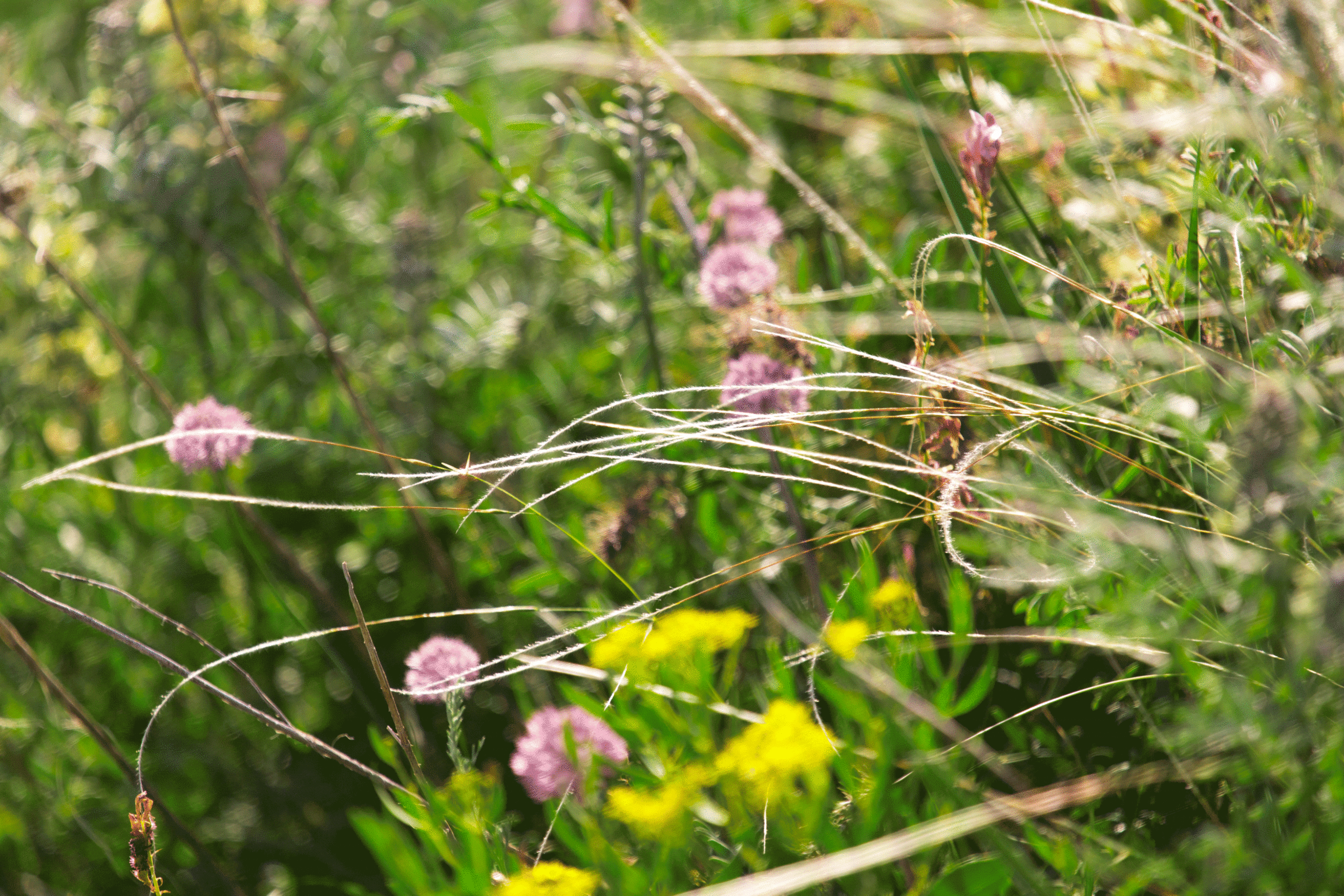 Wild-flowers