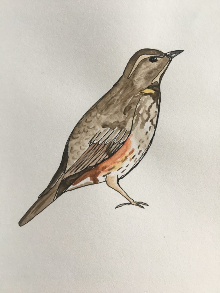 Illustration of a redwing