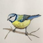 Illustration of a Blue tit on a branch
