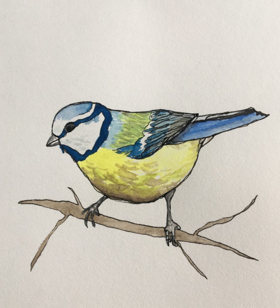 Illustration of a Blue tit on a branch for bird watching for well-being 