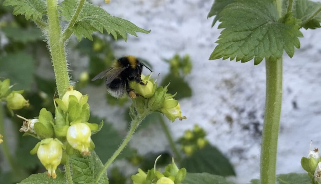 Photograph of a bee on a green plant with a white wall background.