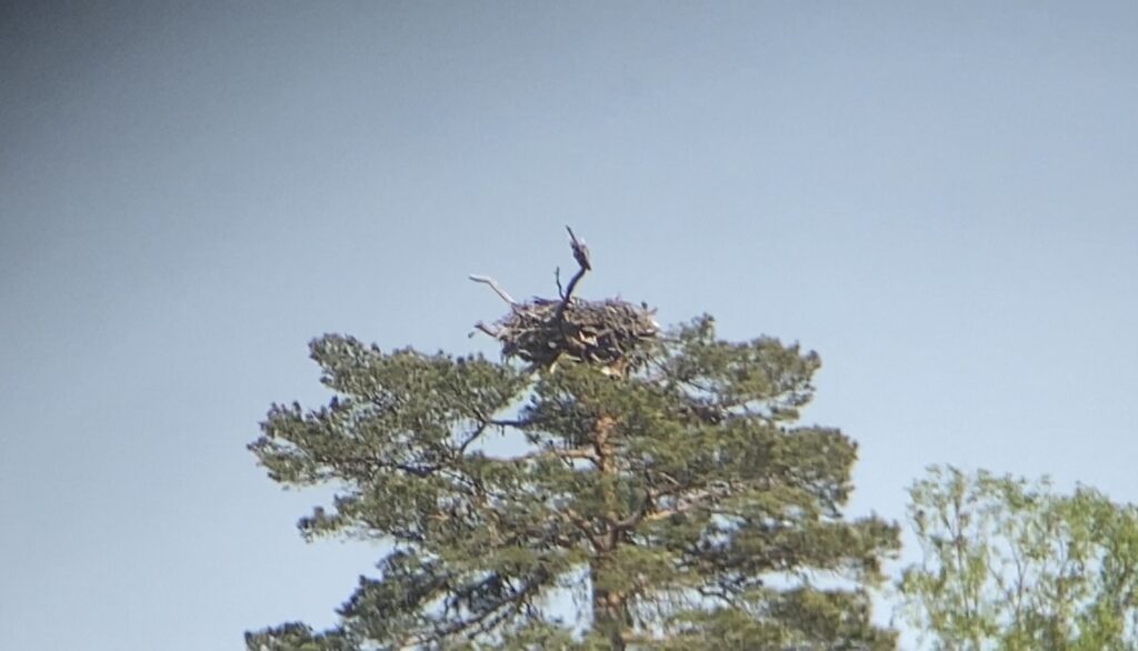 Picture of a tree and an osprey nest at Loch Garten Nature Reserve RSPB Volunteering.