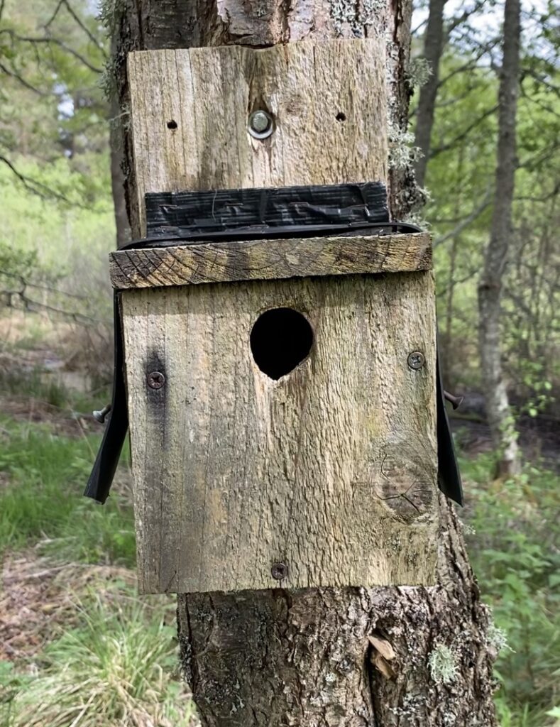 Photograph of a wooden bird box on a tree with green woods in the background.