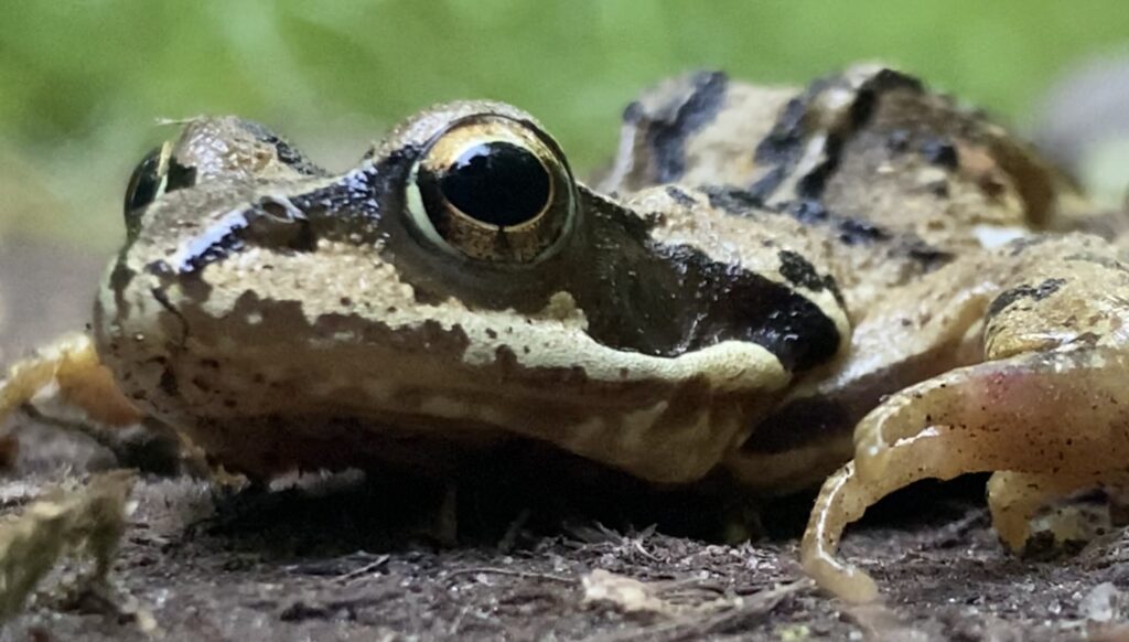 Photograph of a frog close up.