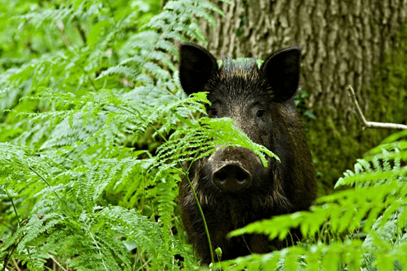 A wild boar peeking out from fern in the forest