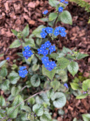 Blue flowers Greater Forget-Me-Not in the Cathedral's Ecogarden.
