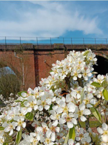 white pear tree flowers photograph on pear tree blossom, The Hive library with a view of the railway viaduct in the background